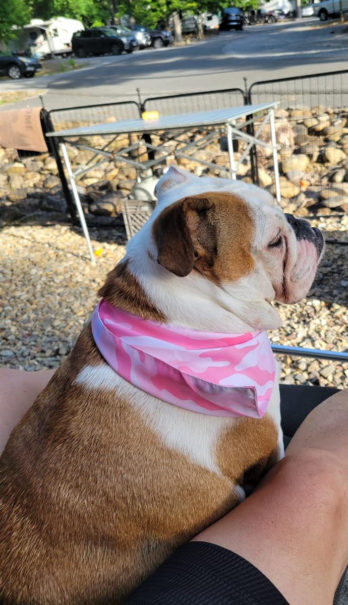 Biscuit relaxing campside in her pink camo bandana